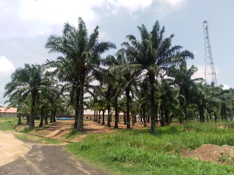 Palm Trees.jpg